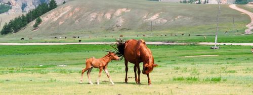 foal mare mammal