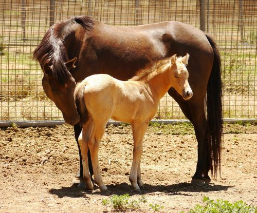 foal horse australia