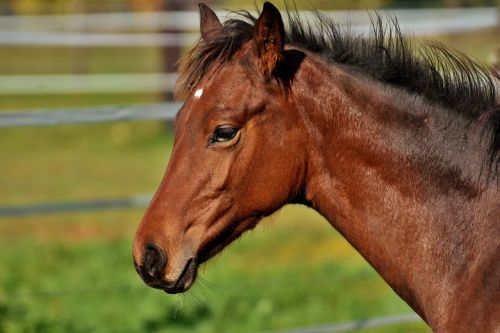 foal horse small horse