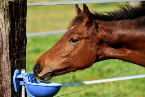 foal horse small horse