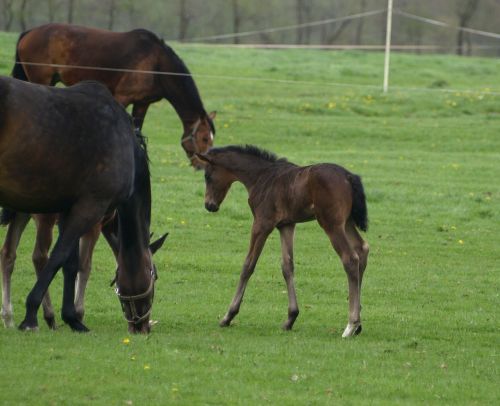 foal horse pasture