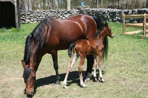 foal  mare  horse