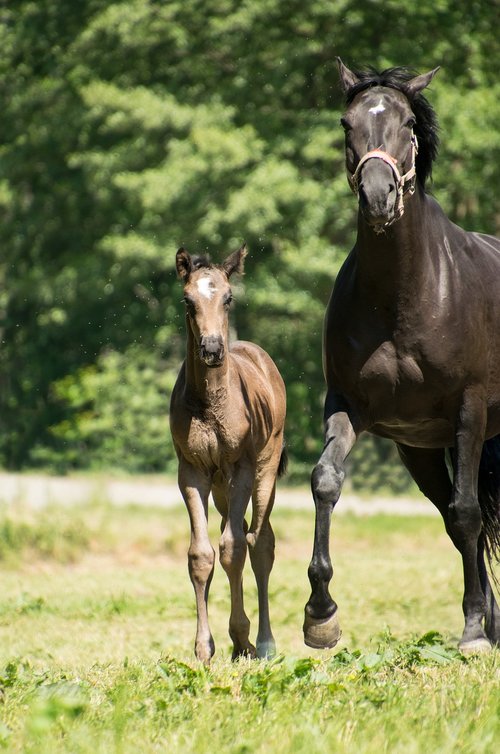 foal  mare  horse