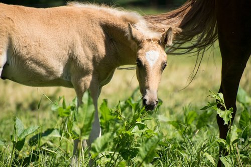 foal  small  horse