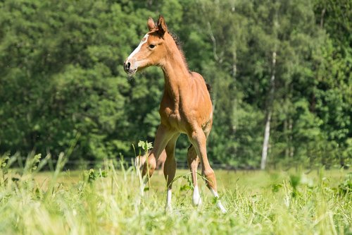 foal  young  small