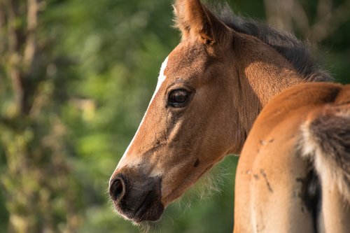 foal  brown  horse