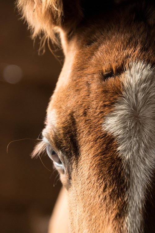 foal  forehead  eye