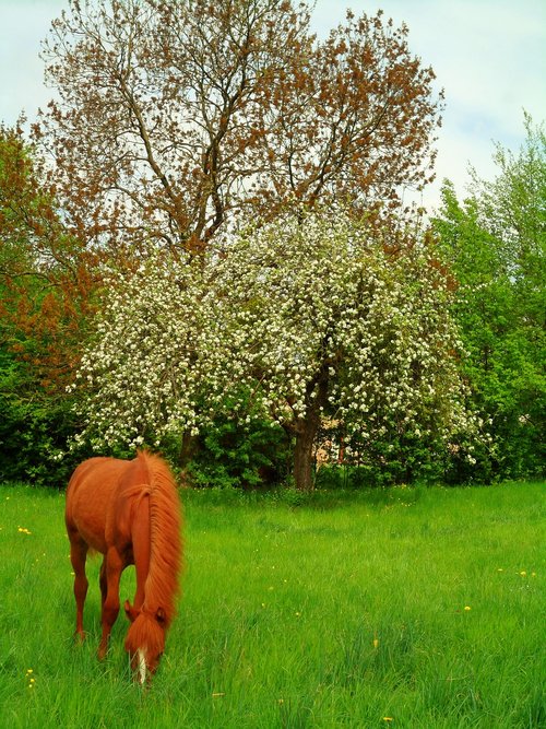 foal  flowers  horse