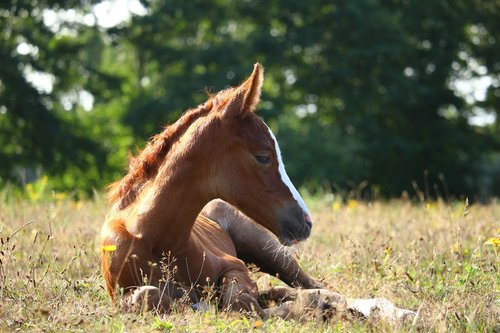 foal  filly  horse