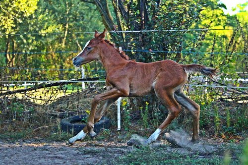foal  horse  gallop