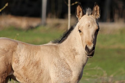 foal  buckskin  horse