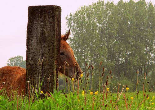 foal  field  nature
