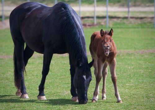 foal mare colt