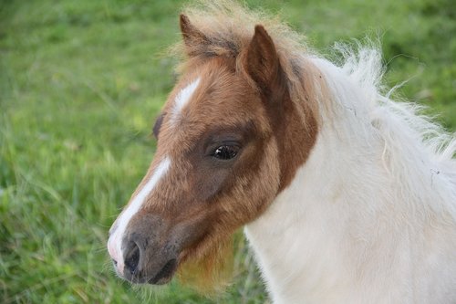 foal  shetland pony  small horse