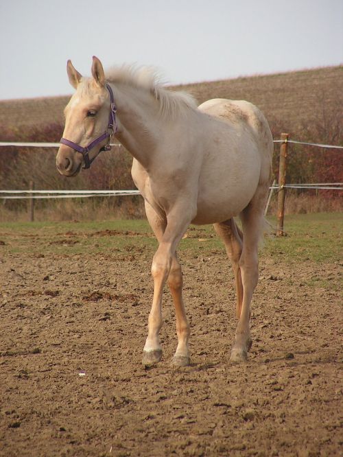 foal horse gold