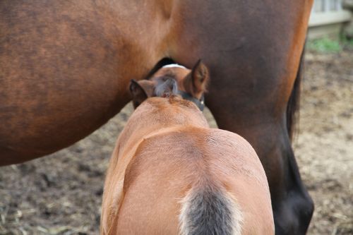 foal nursing mare