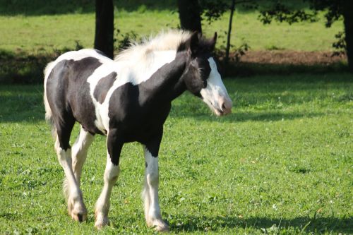 foal pasture young animal