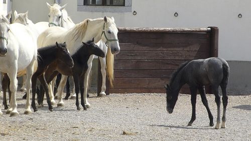 foal horses isolate