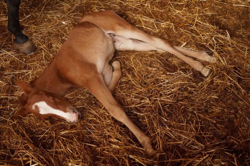 foal campaign rest