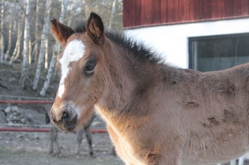 foal horse baby