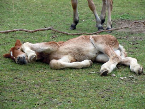foal sleeping relaxed