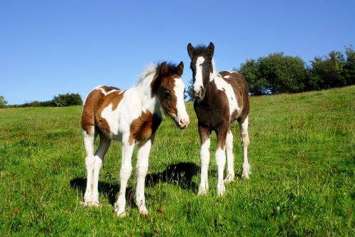 foals two horse