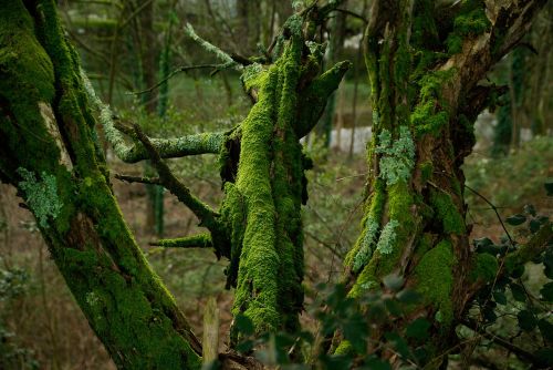 foam tree trunk lichen