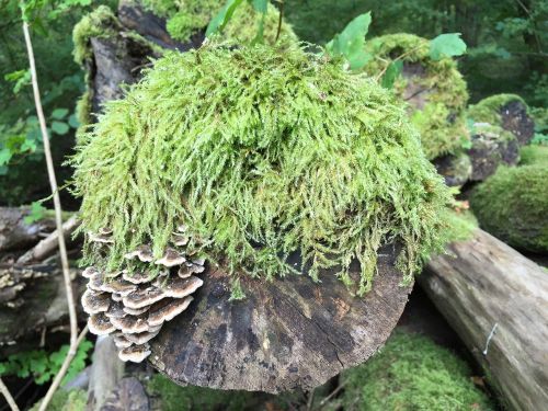 foam tree lichen