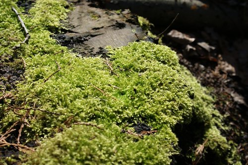 foam  nature  forest