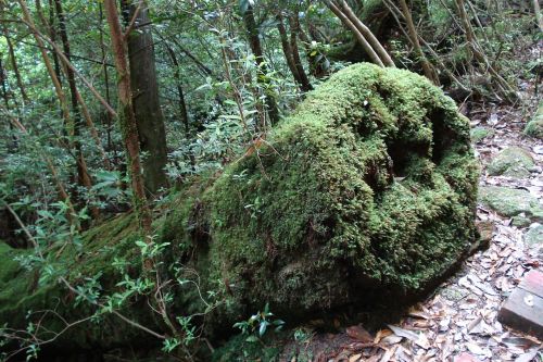 foam tree trunk