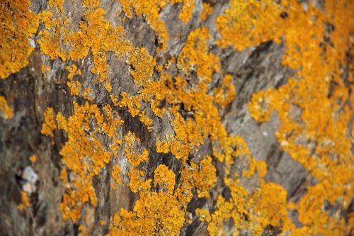 foam lichen yellow
