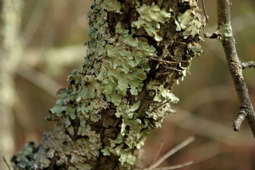 foam trunk lichen