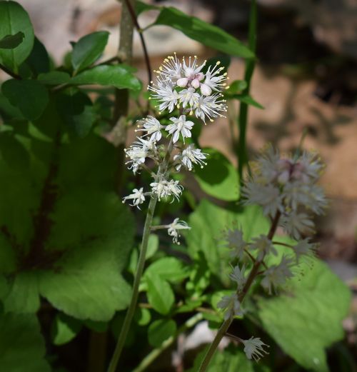 foam flower wildflower flower