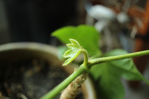 focus  plant  leaf