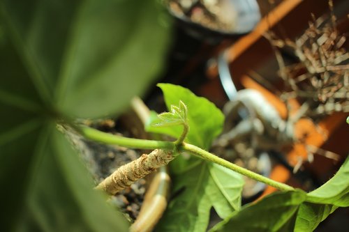 focus  plant  leaf