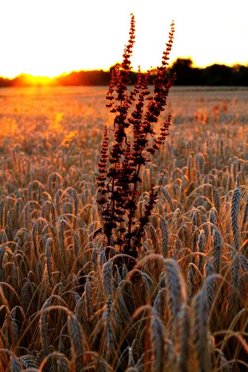 focus wheat field