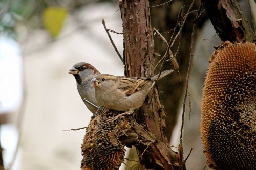 fodder tree bird sparrow