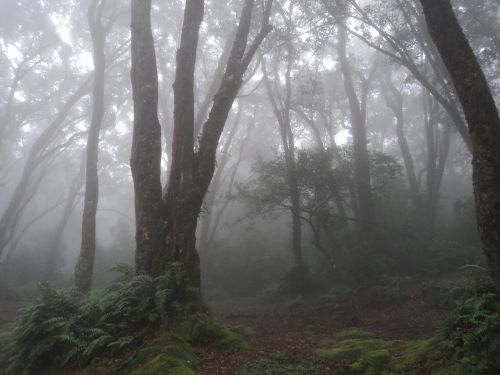 fog outdoor nature