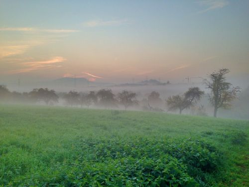 fog trees landscape