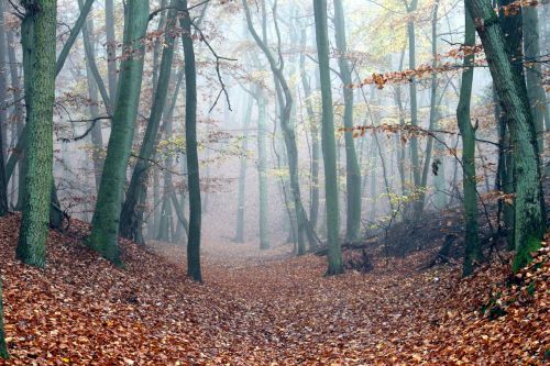 fog forest path autumn