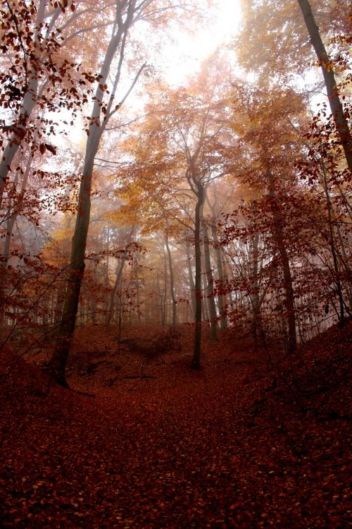 fog forest autumn