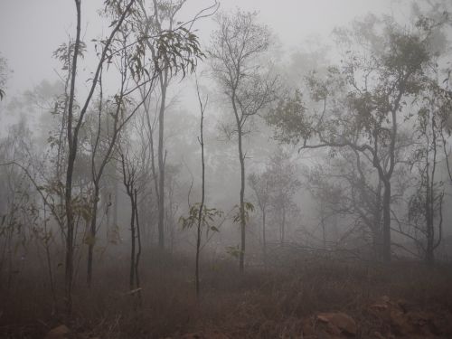 fog spooky trees