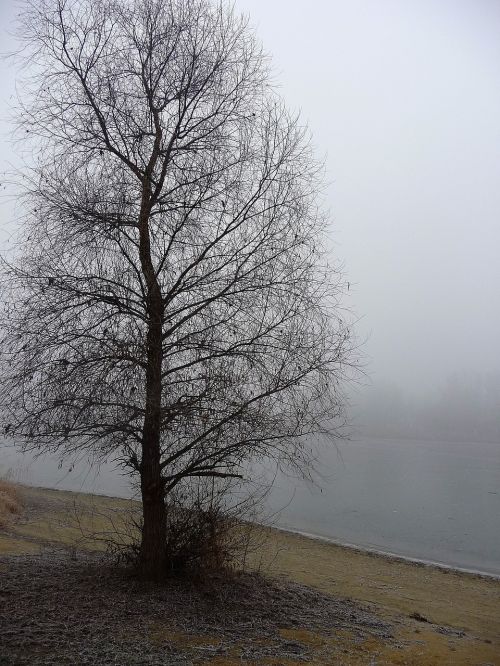 fog winter wood