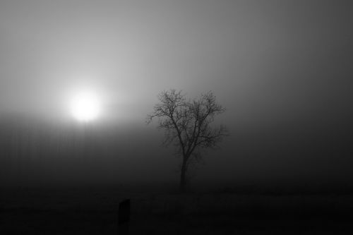 fog landscape forest