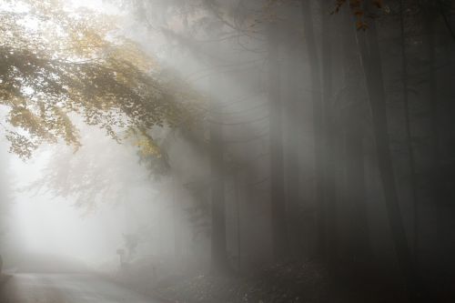 fog autumn light