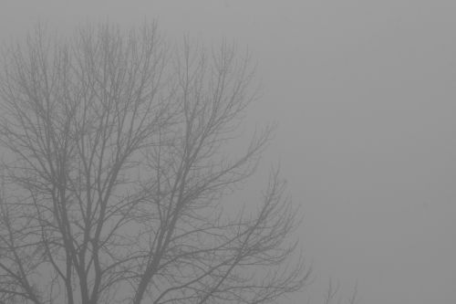fog branches tree