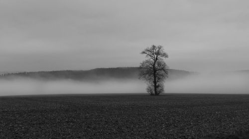 fog colourless tree