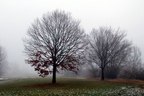 fog winter tree