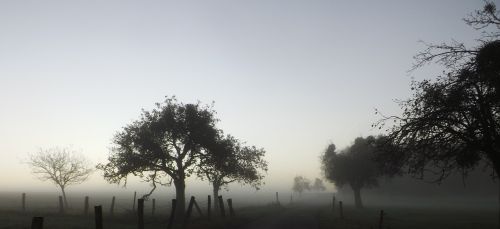 fog november tree