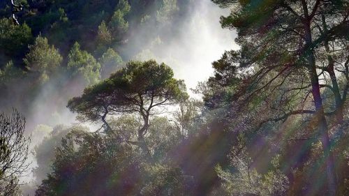 fog trees meteorology